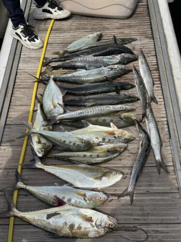 Day's catch of kingfish and queenfish laid out on a boat deck in Dubai
