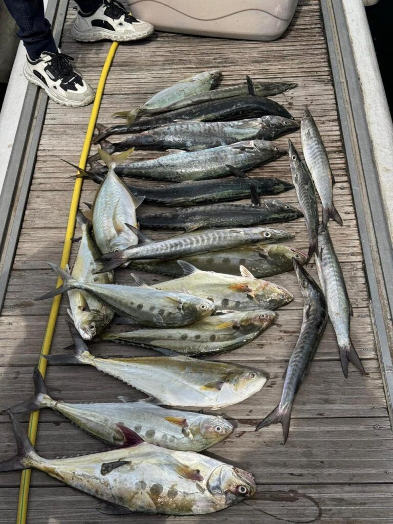 Day's catch of kingfish and queenfish laid out on a boat deck in Dubai